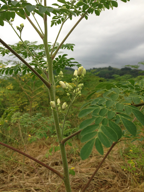 moringa flower