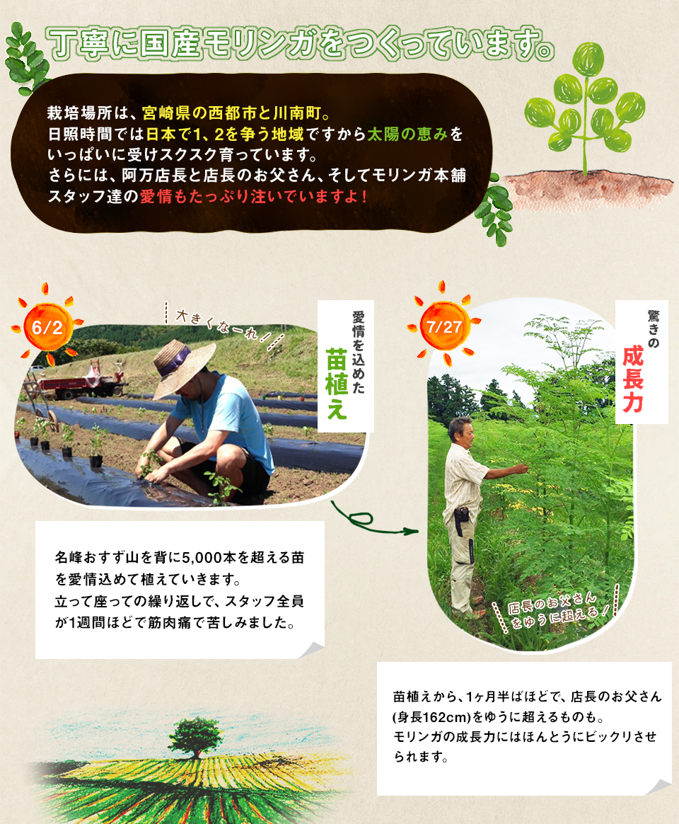 丁寧に国産モリンガをつくっています。栽培場所は、宮崎県の西都市と川南町。太陽の恵みをいっぱいに受けスクスク育っています。