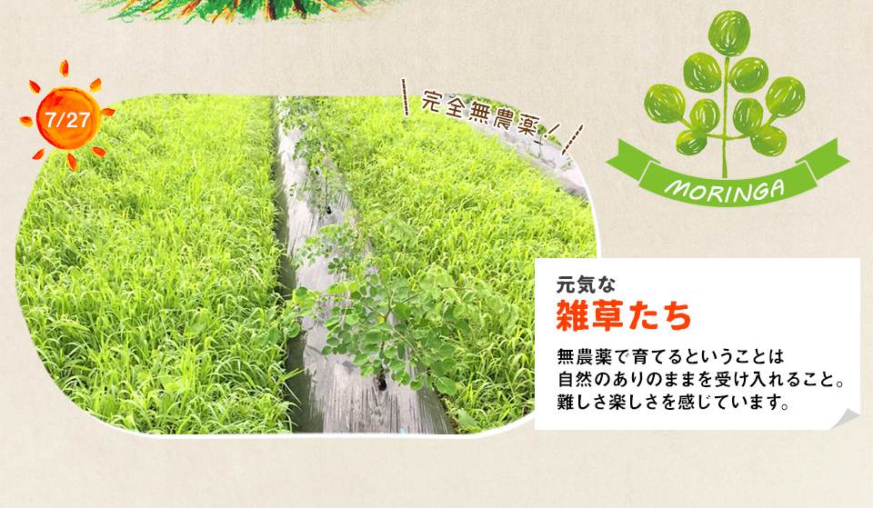 元気な雑草たち 無農薬で育てるということは自然のありのままを受け入れること。難しさ楽しさを感じています。