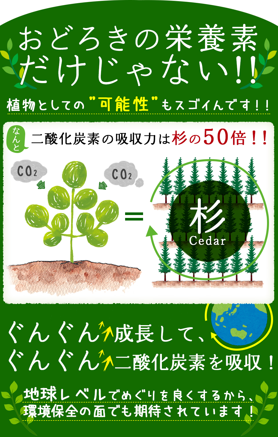おどろきの栄養素だけじゃない!!ぐんぐん成長して、ぐんぐん二酸化炭素を吸収!