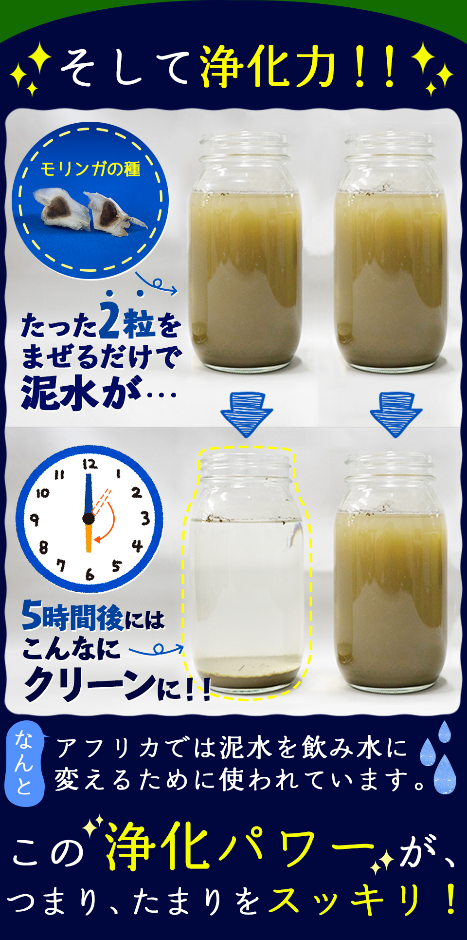 そして浄化力!!アフリカでは泥水を飲水に変えるために使われています。この浄化パワーがつまり、たまりをスッキリ!